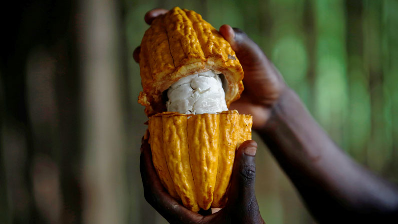 Mundo: Cambio climático y nuestra comida